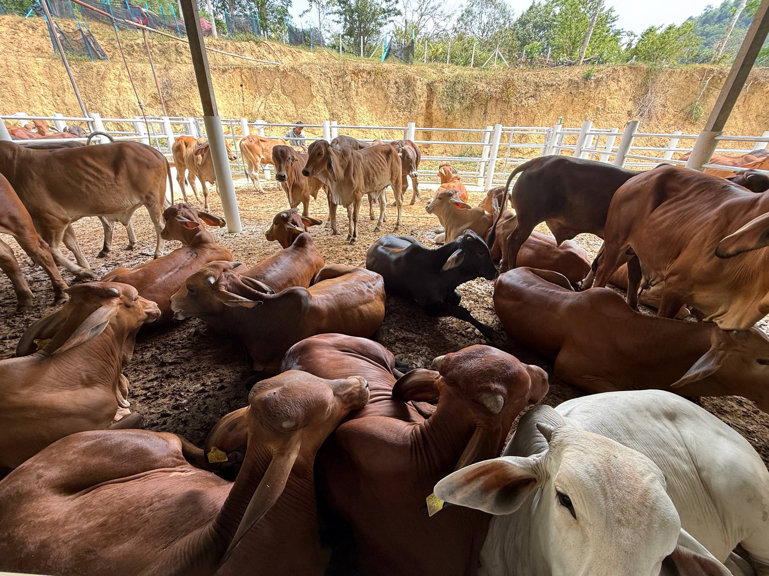 Bekalan lembu komersial